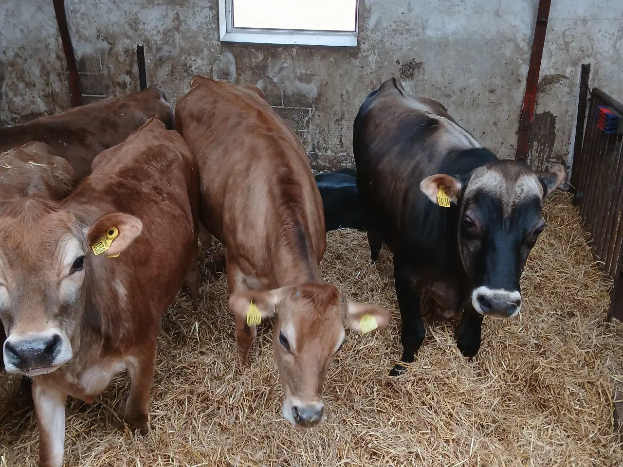 Billede 4 - Jersey kvier