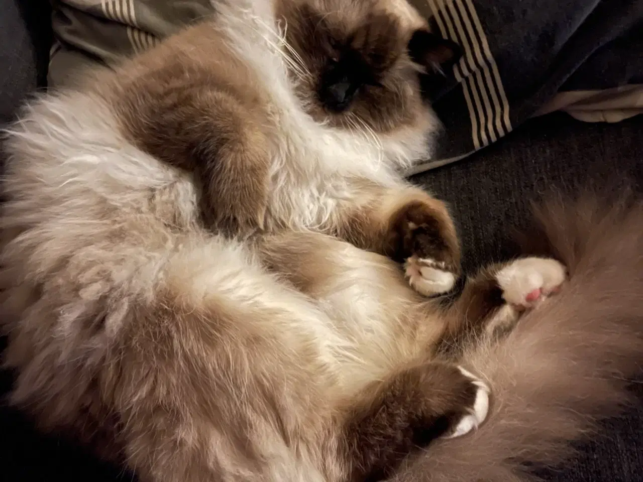 Billede 6 - Ragdoll killinger (med sundhedstjek, vaccine)