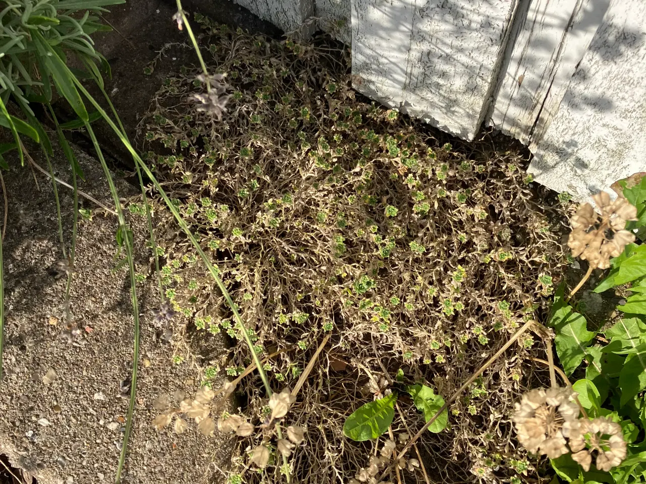 Billede 3 - Div planter og busk