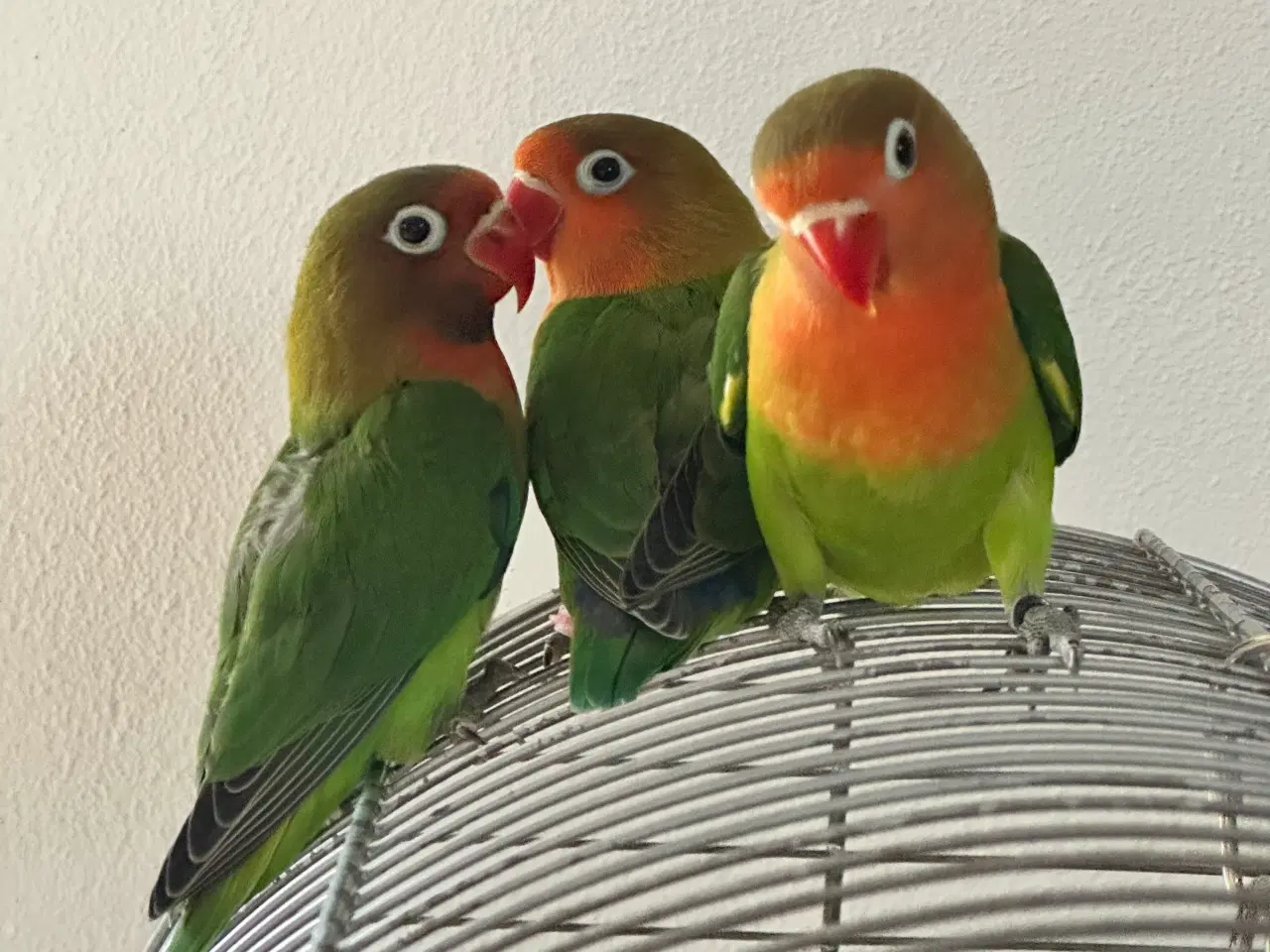 Billede 1 - Dværgpapegøjer, lovebirds