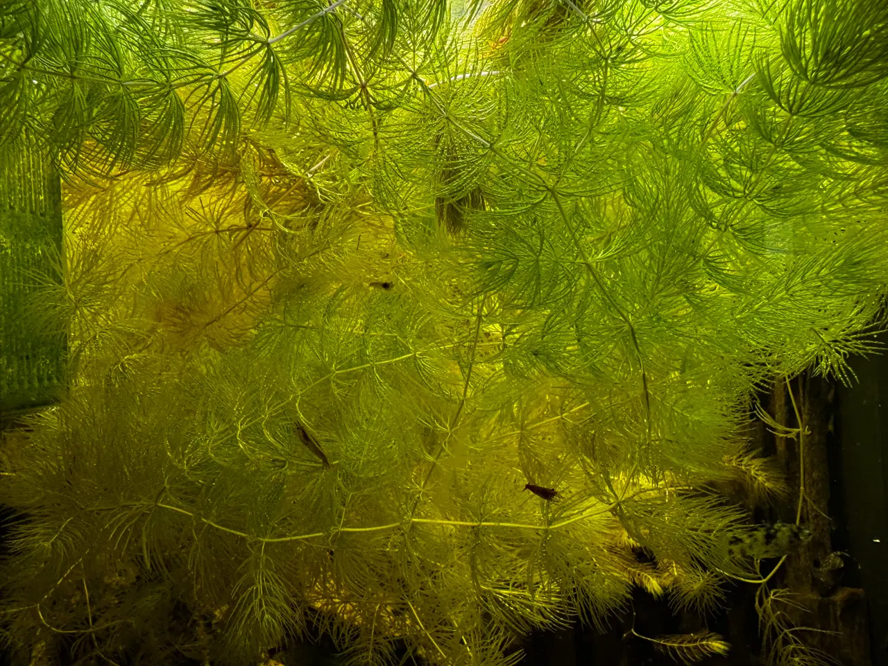 Billede 3 - Akvarie plante Ceratophyllum