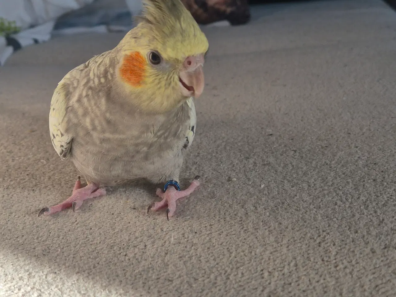 Billede 1 - Nymfeparakit tam