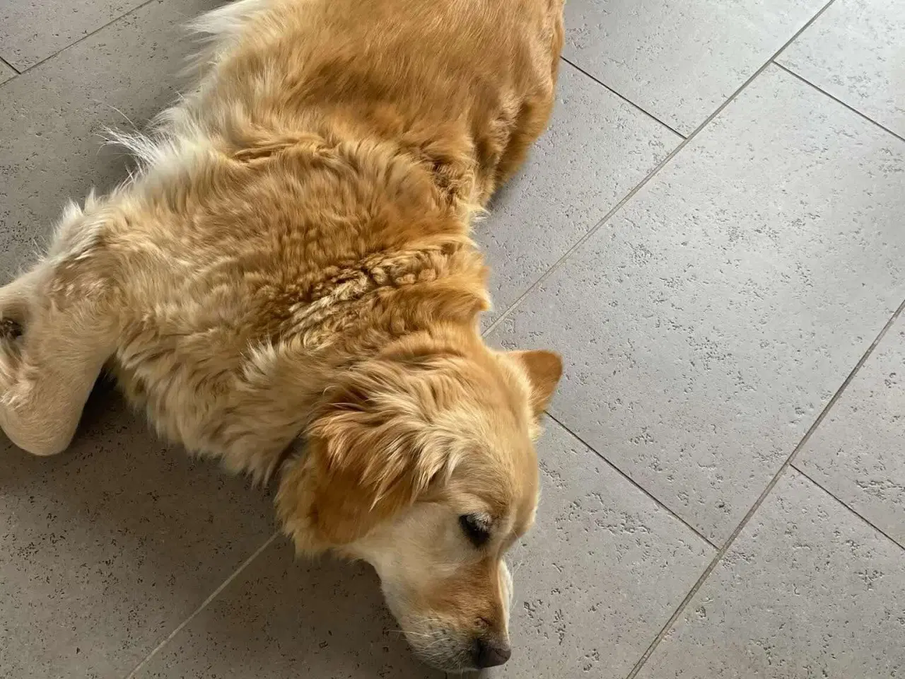 Billede 2 - Søde Golden Retriever hvalpe