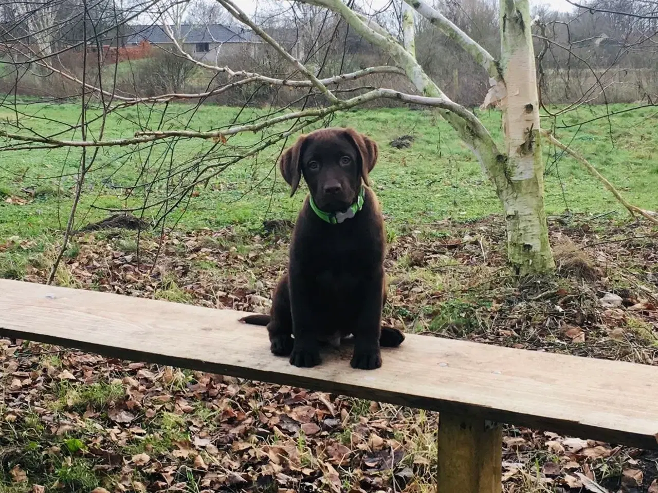 Billede 12 - Berner Sennen & Labrador - Bedækning tilbydes