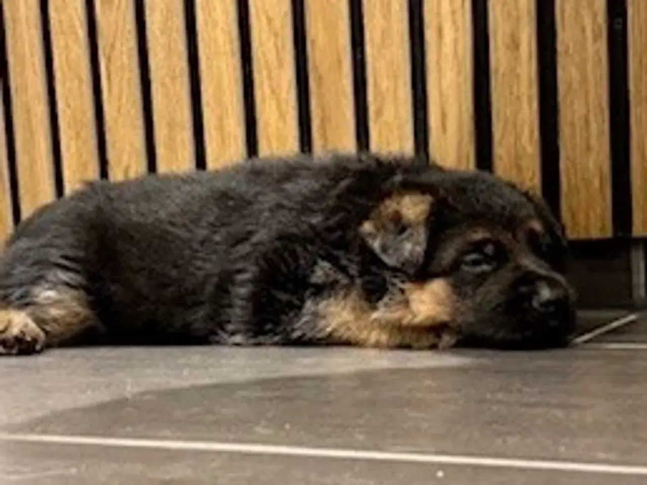 Billede 6 - Schæferhvalpe med stamtavle