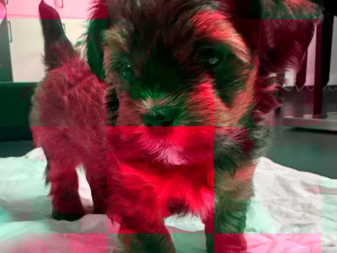 Billede 14 - Bichon havanaiser hvalpe med stamtavle 