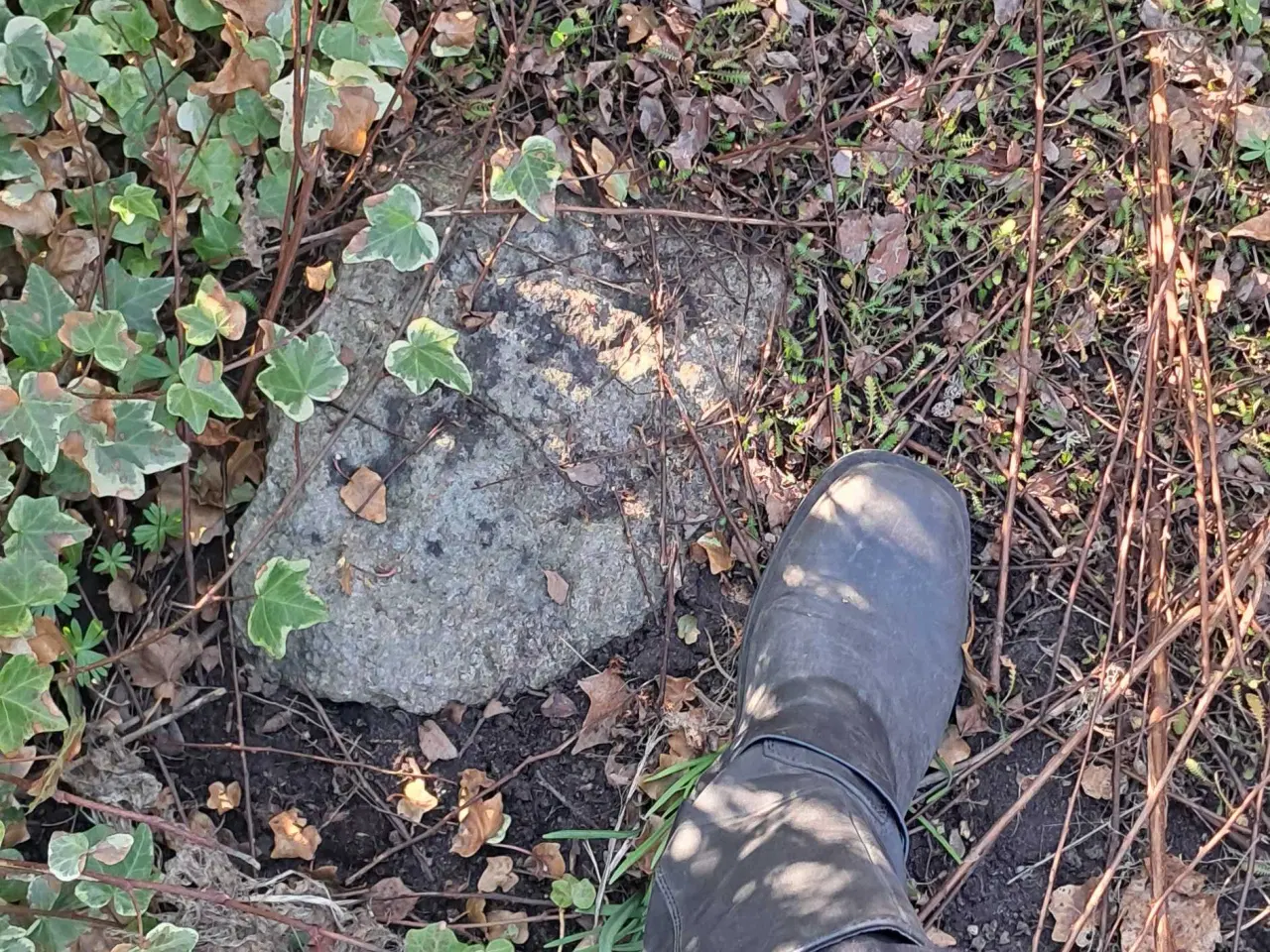 Billede 8 - Flotte havesten