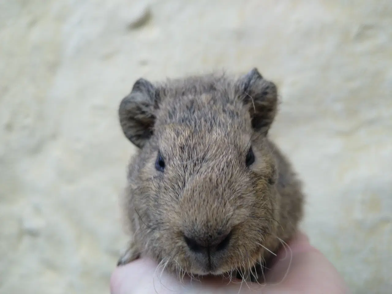 Billede 1 - 2 Teddy brødre 