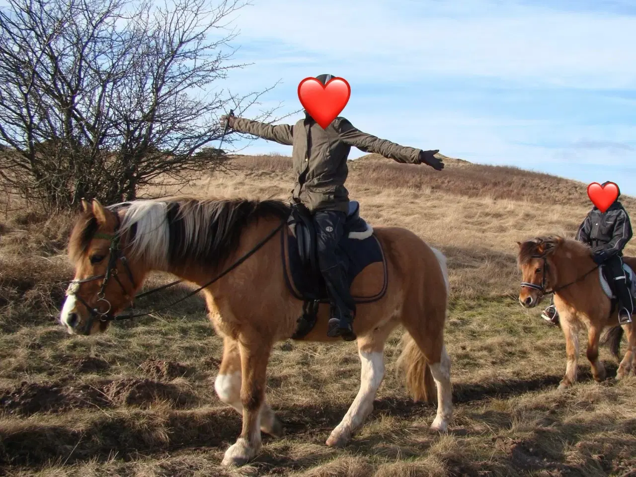 Billede 9 - Pinto/nordbakker blanding 