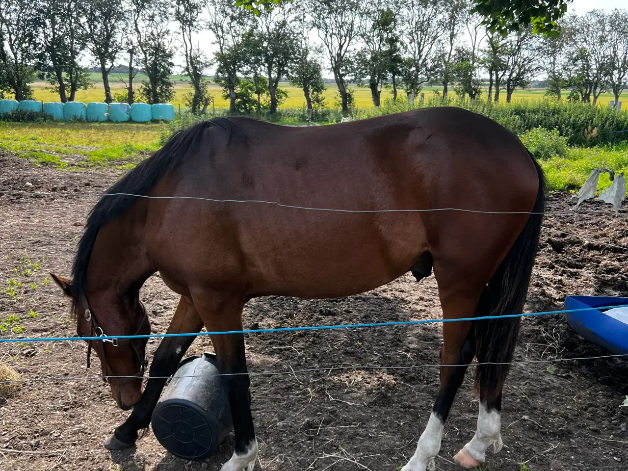 Billede 3 - Pony til fremtiden!