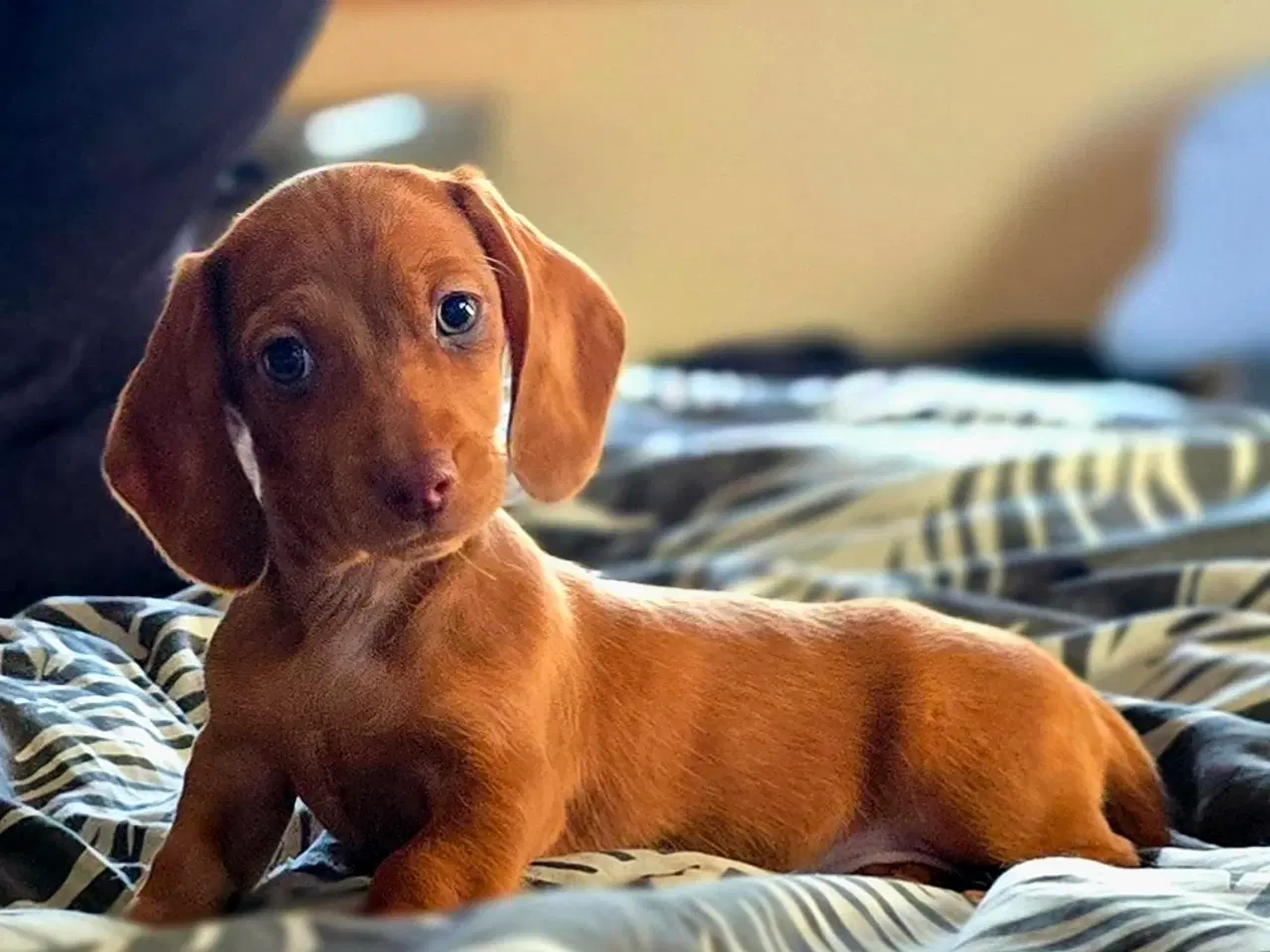 Billede 2 - Danmarks kønneste Dværg Gravhunde hvalpe