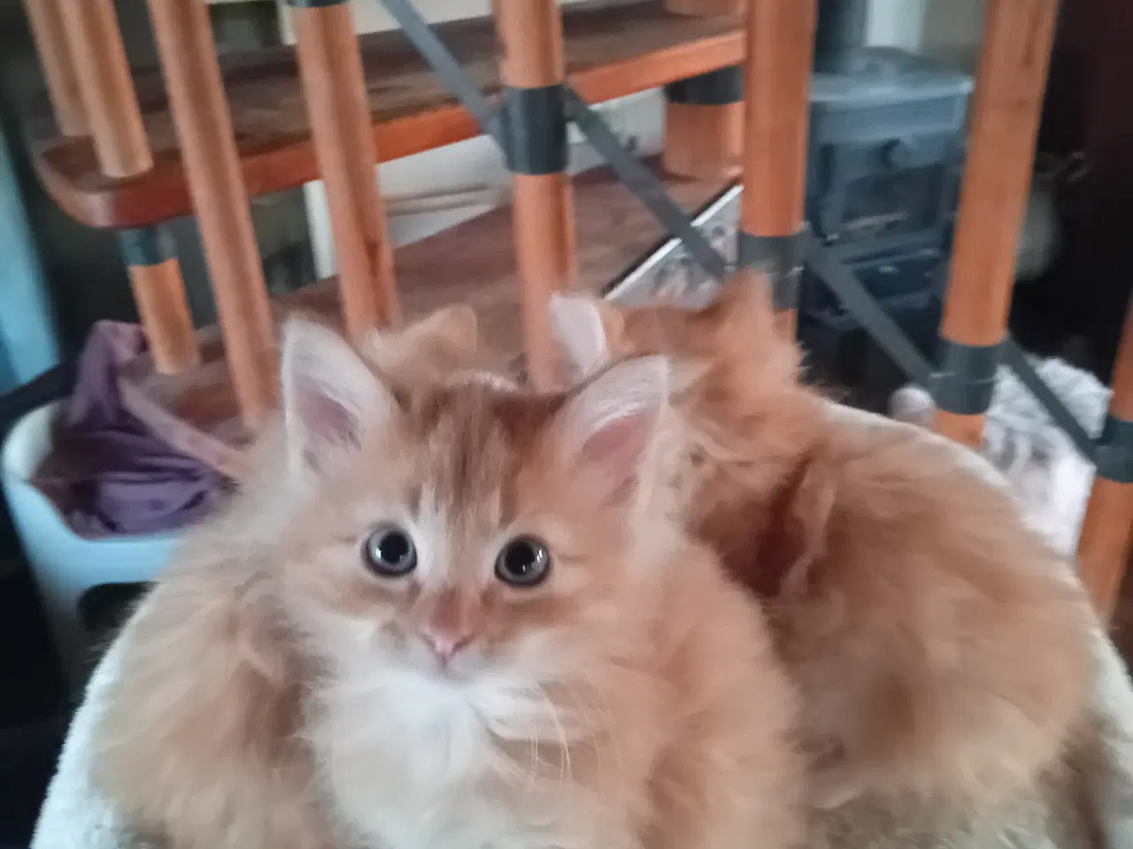 Billede 7 - Maincoon/Norsk Skovkat 