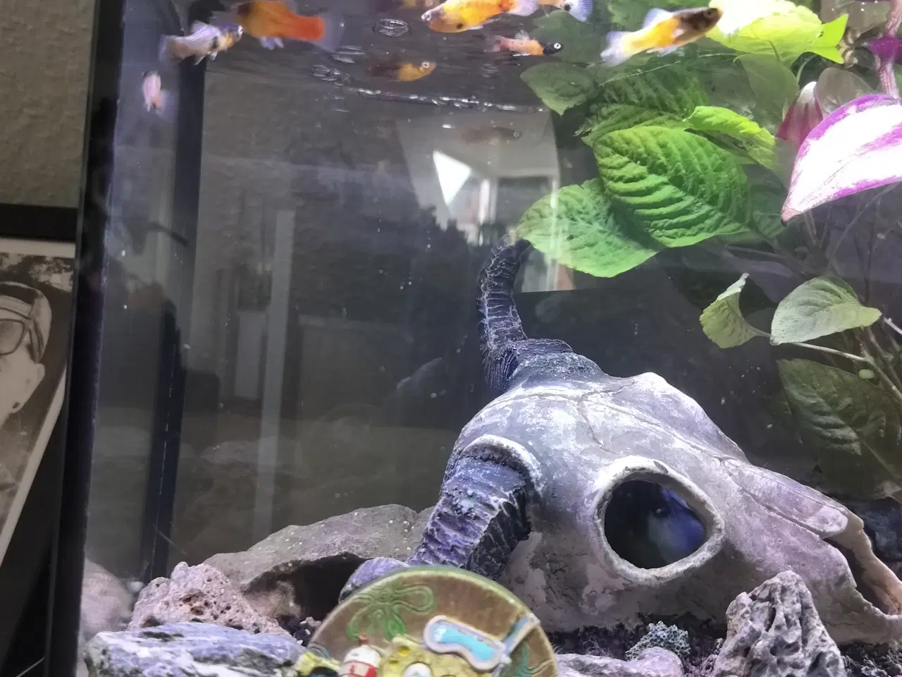 Billede 4 - Platy fisk