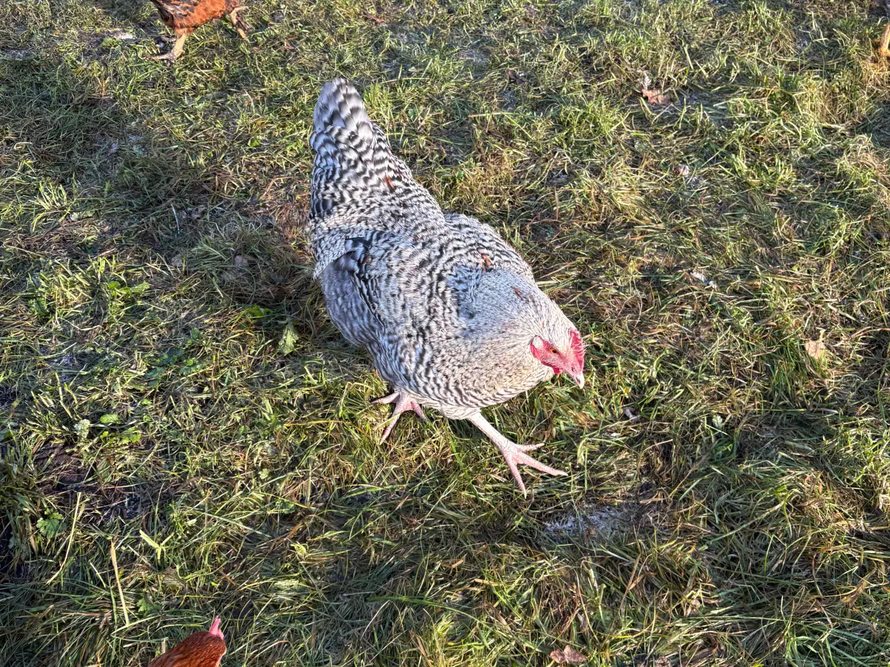 Billede 5 - Flotte hanner