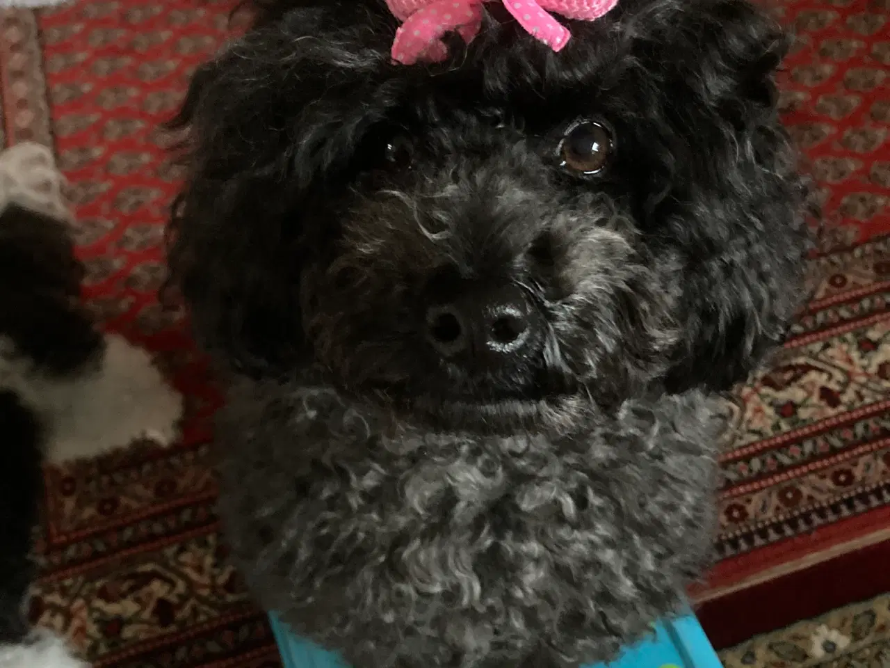 Billede 12 - 5 ugers Dværgpudel drenge