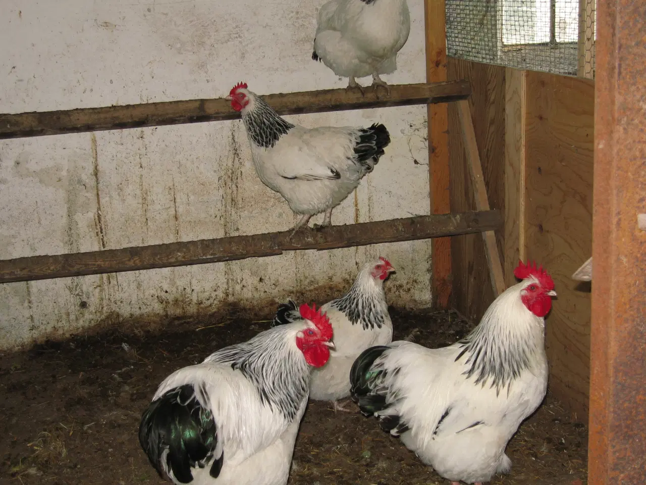 Billede 2 - daggamle kyllinger