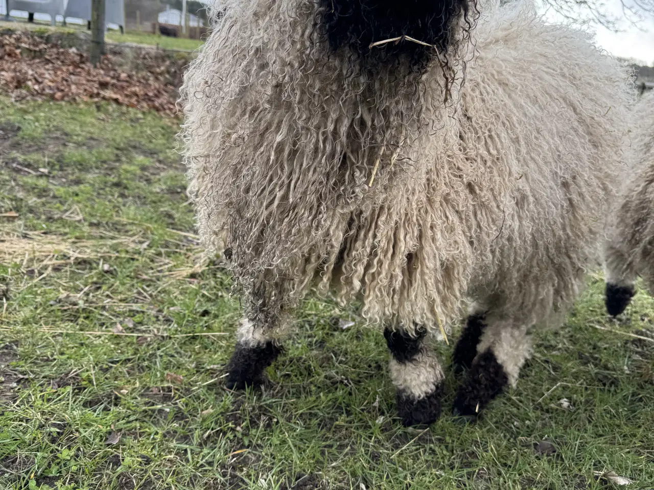 Billede 9 - Valais Blacknose gimmerlam 