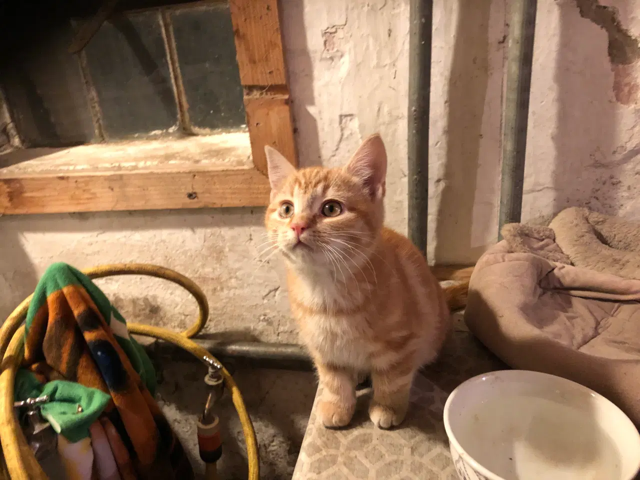 Billede 7 - Killinger søger nye hjem