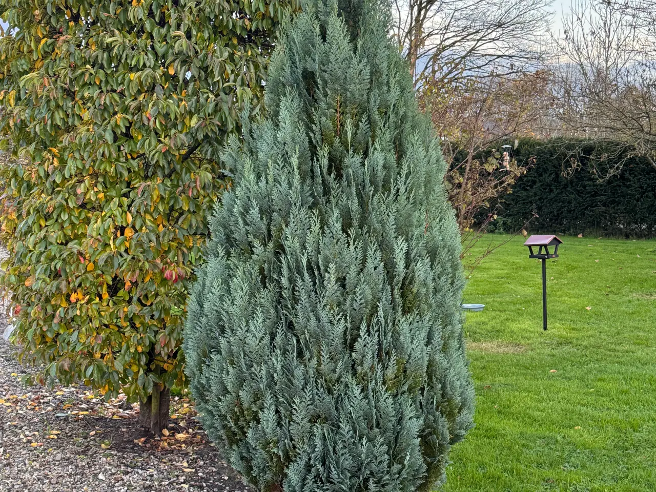 Billede 5 - SMUK STOR SMARAGDTHUJA 250 CM HØJ