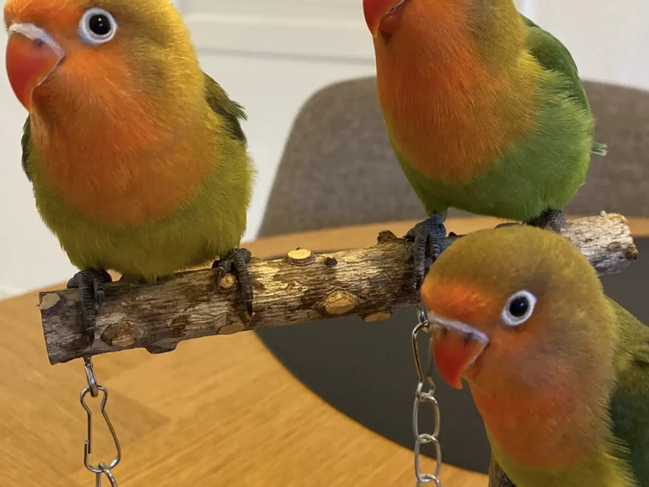 Billede 3 - Dværgpapegøjer 