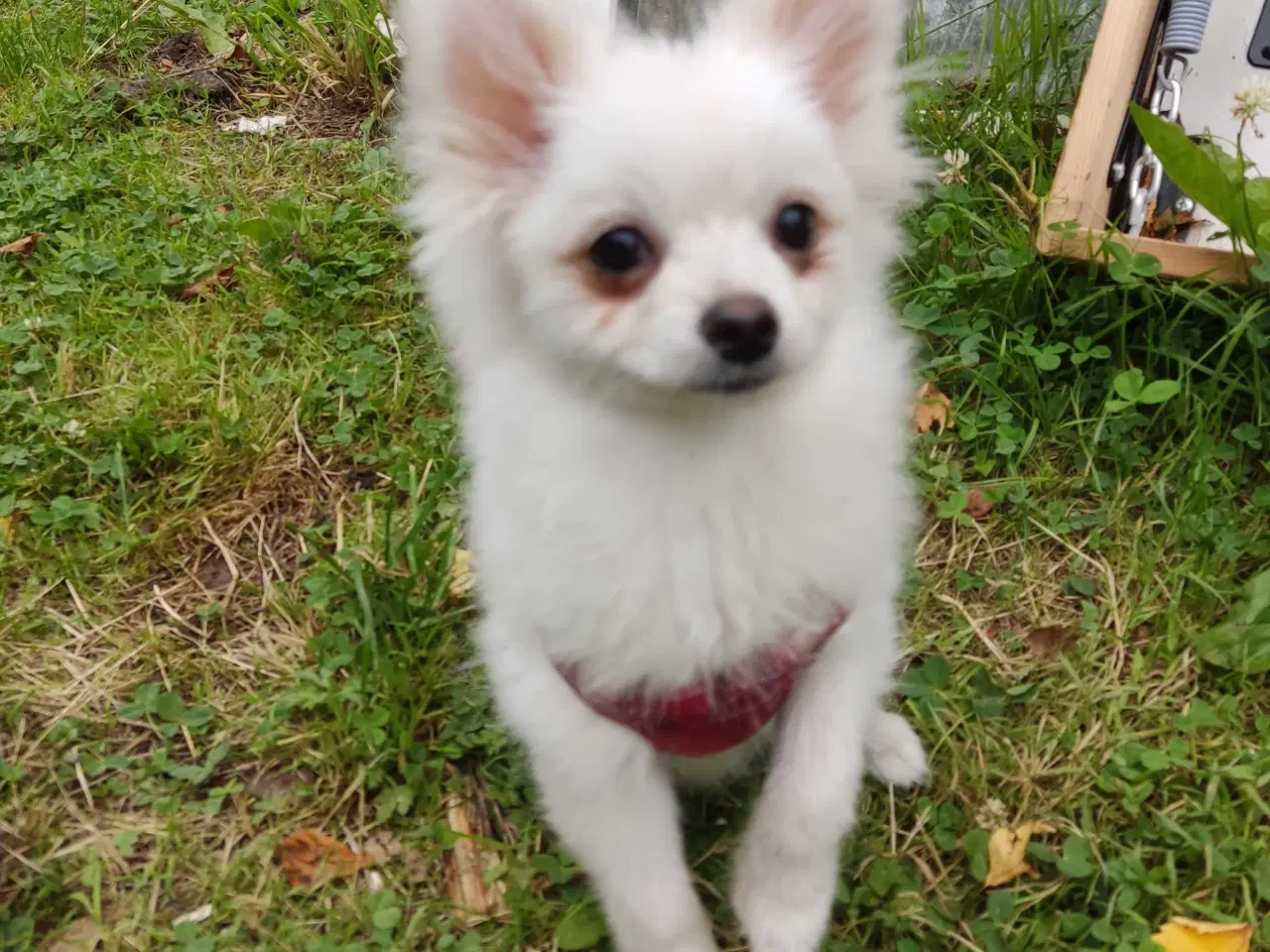 Billede 2 - Mini Pomeranian 
