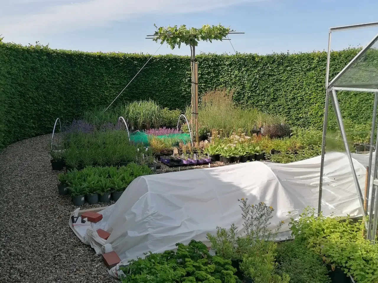 Billede 2 - Planter