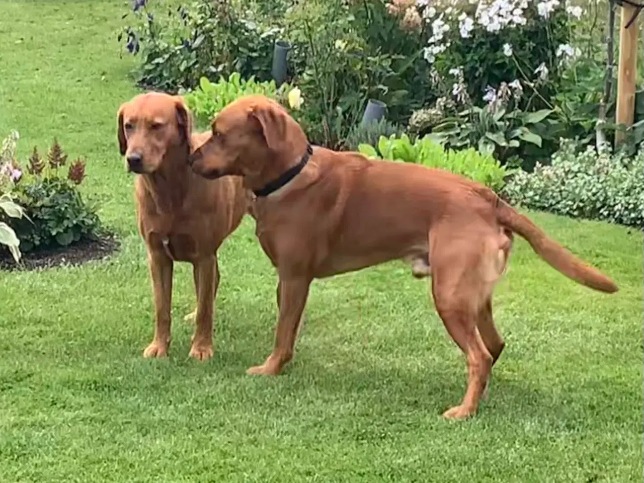 Billede 9 - Røde labrador hvalpe