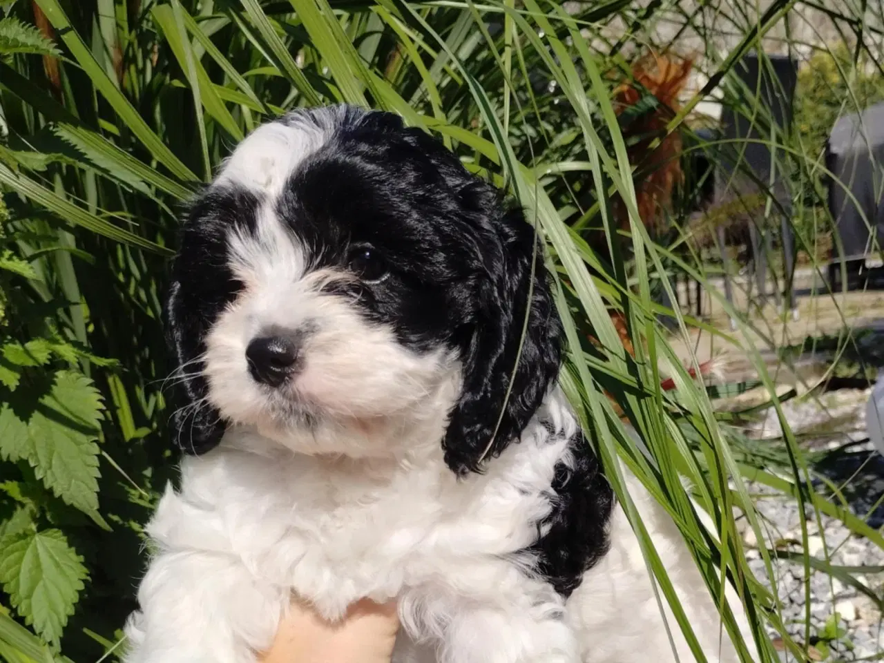 Billede 4 - Søde cavapoo hvalpe