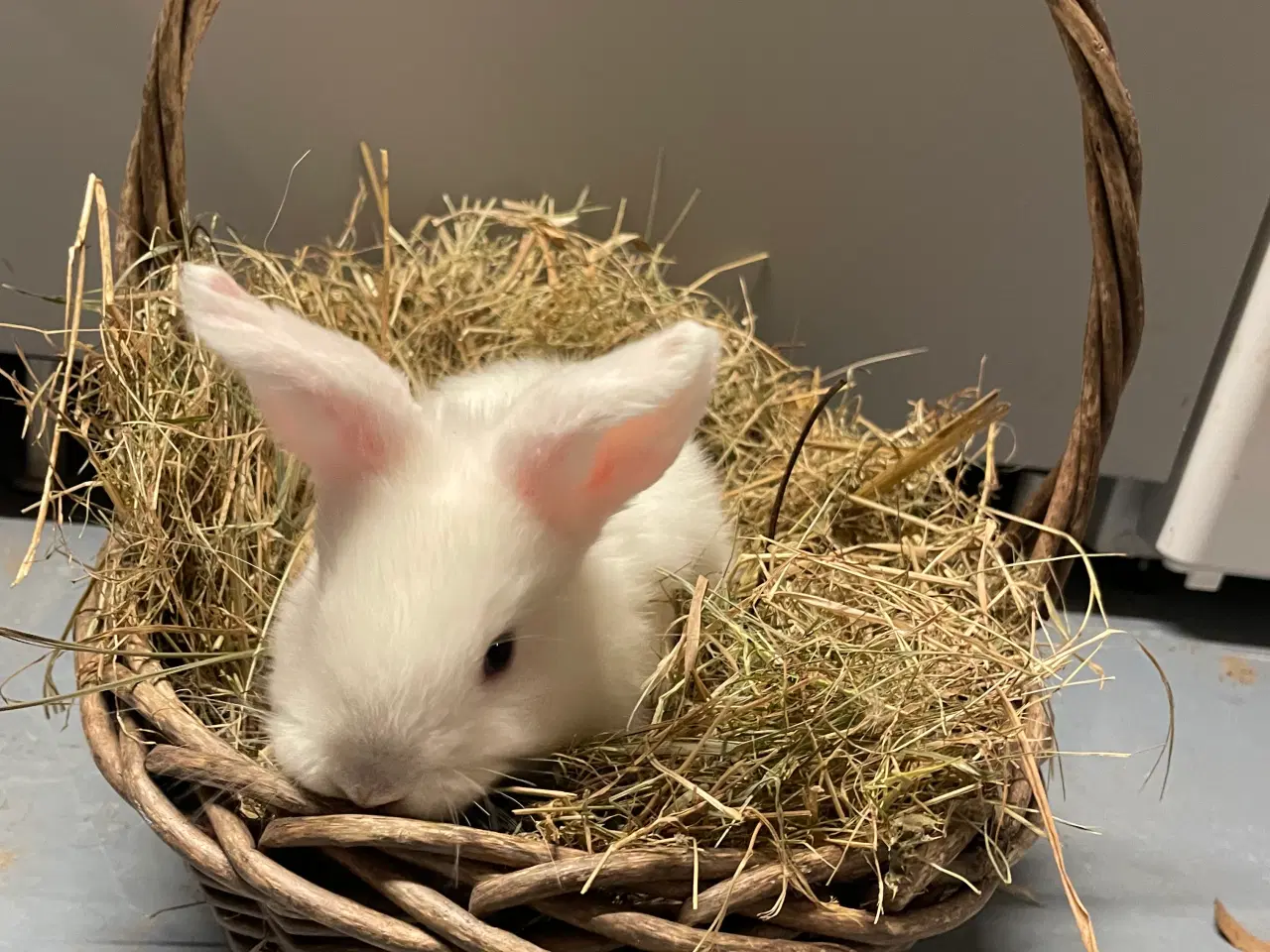 Billede 4 - Kaniner 