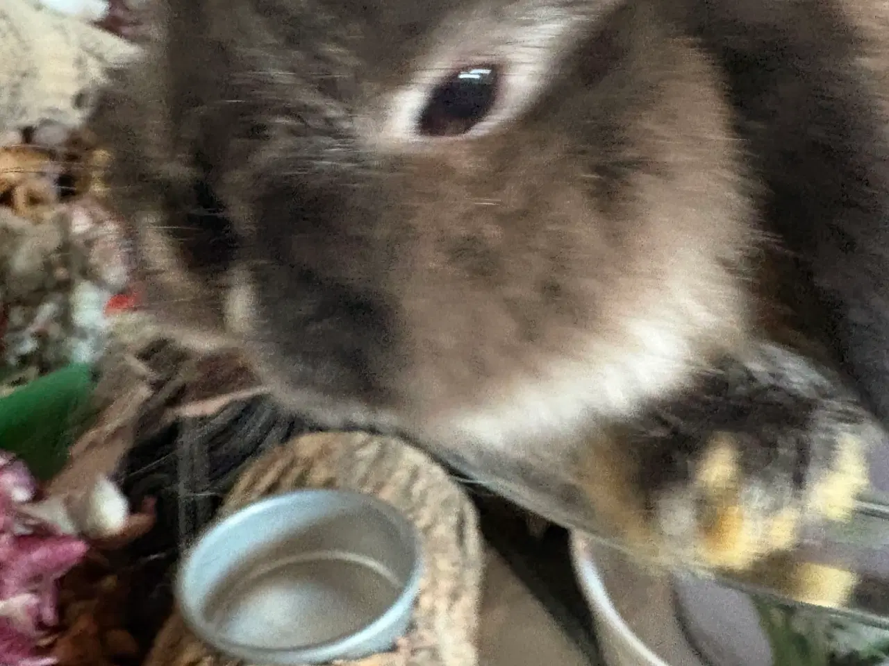 Billede 2 - Minilops pige