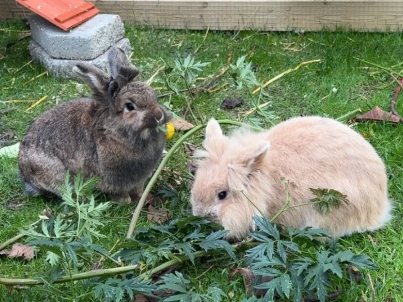 Billede 1 - To løvehoved kaniner søger nyt hjem
