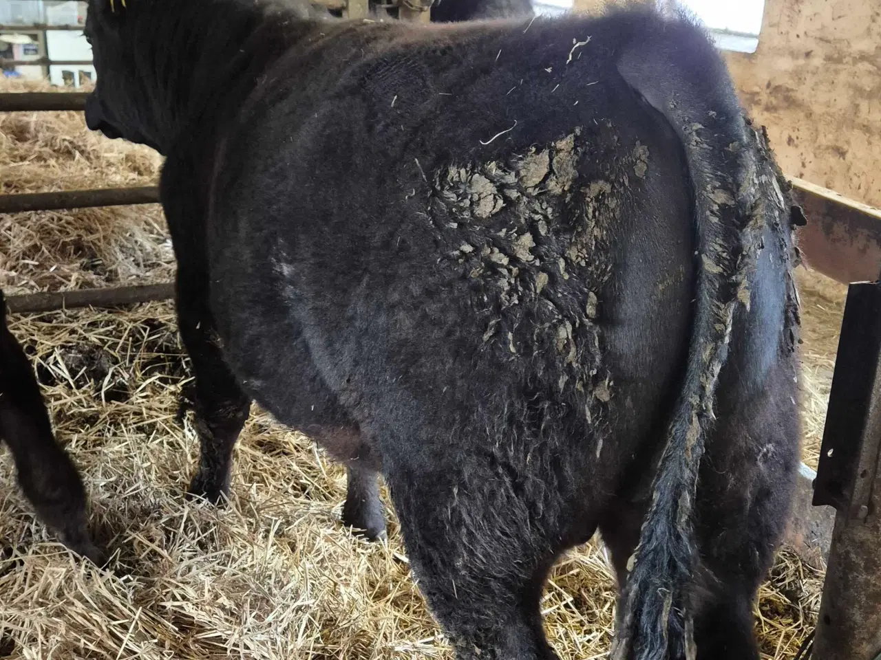 Billede 1 - Angus, ko med voksen kalv