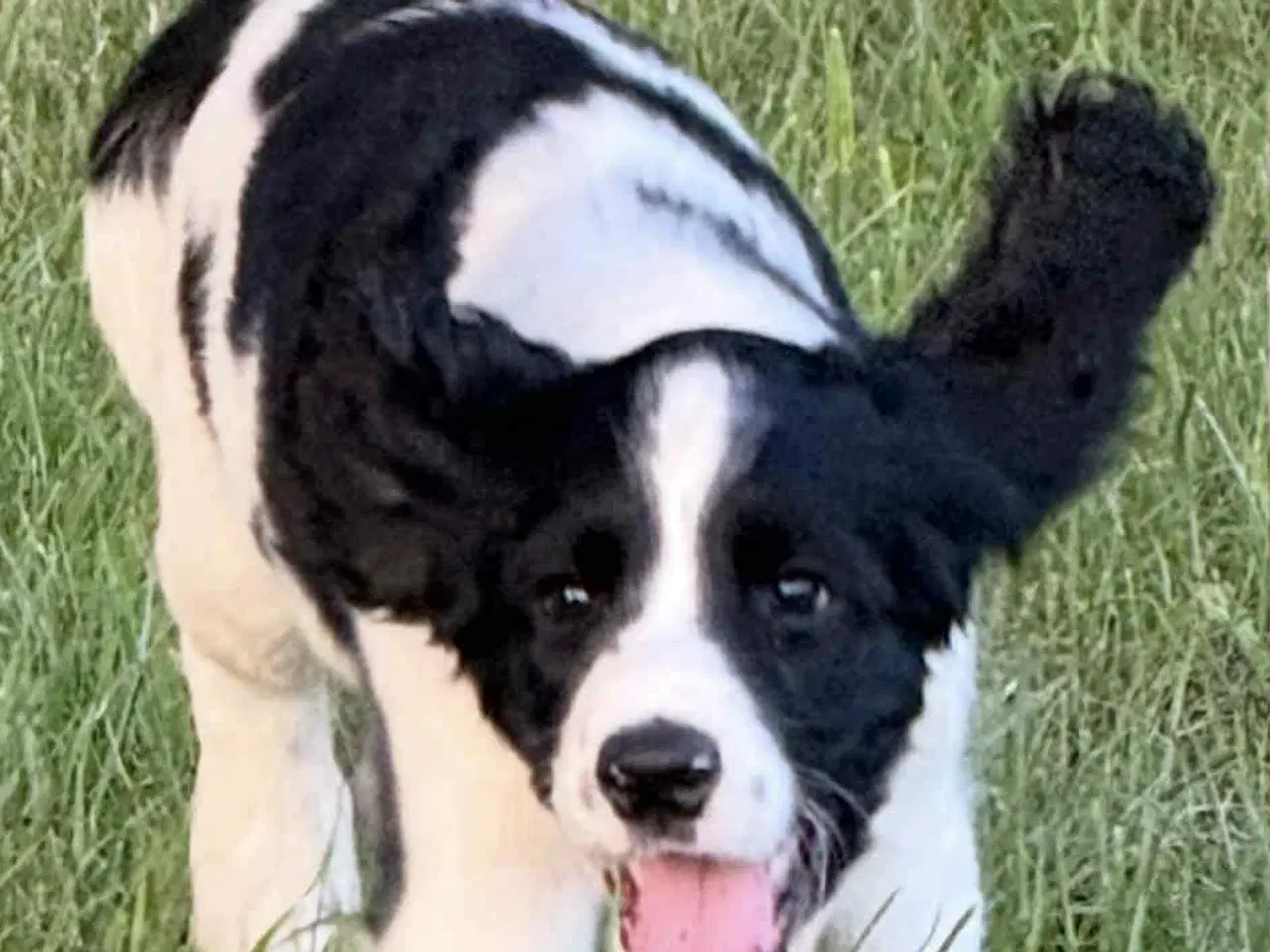 Billede 7 - Engelsk springer spaniel