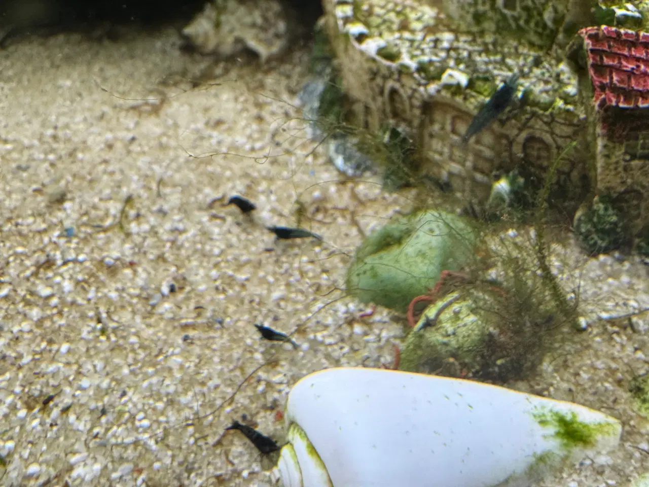 Billede 3 - Blue dream neocaridina rejer