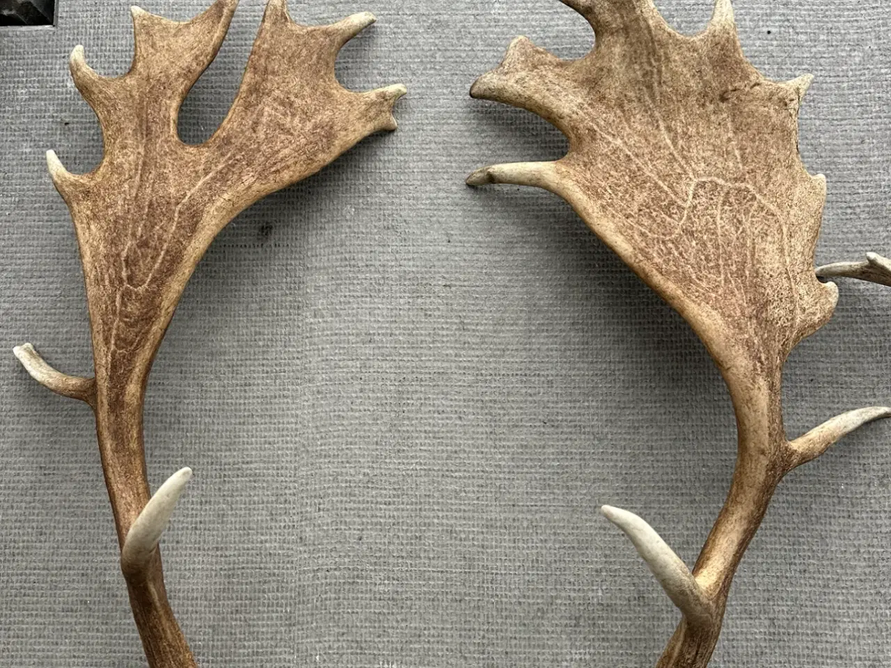 Billede 2 - 4 flotte kastestænger fra dåhjort sælges