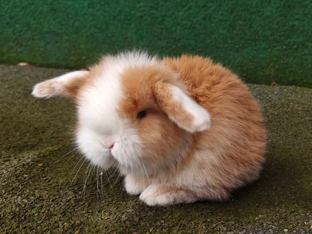 Billede 12 - Minilop