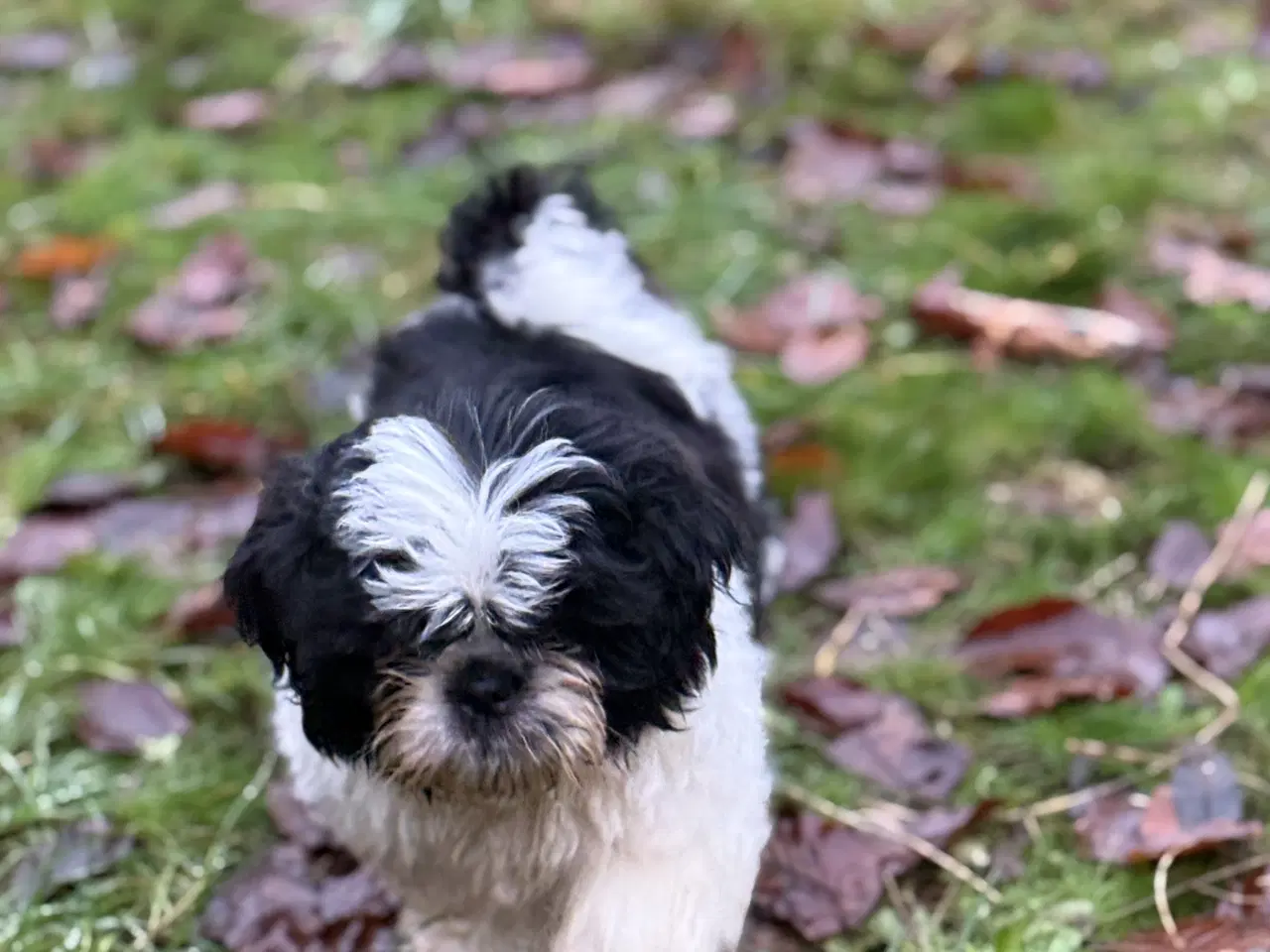 Billede 3 - Shih tzu