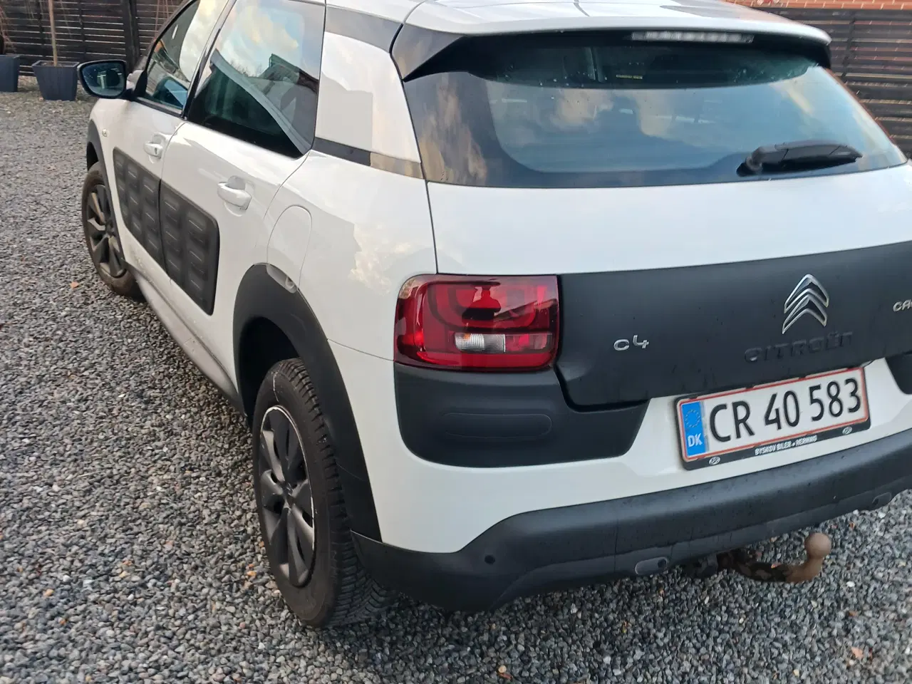 Billede 3 - Fin cactus 