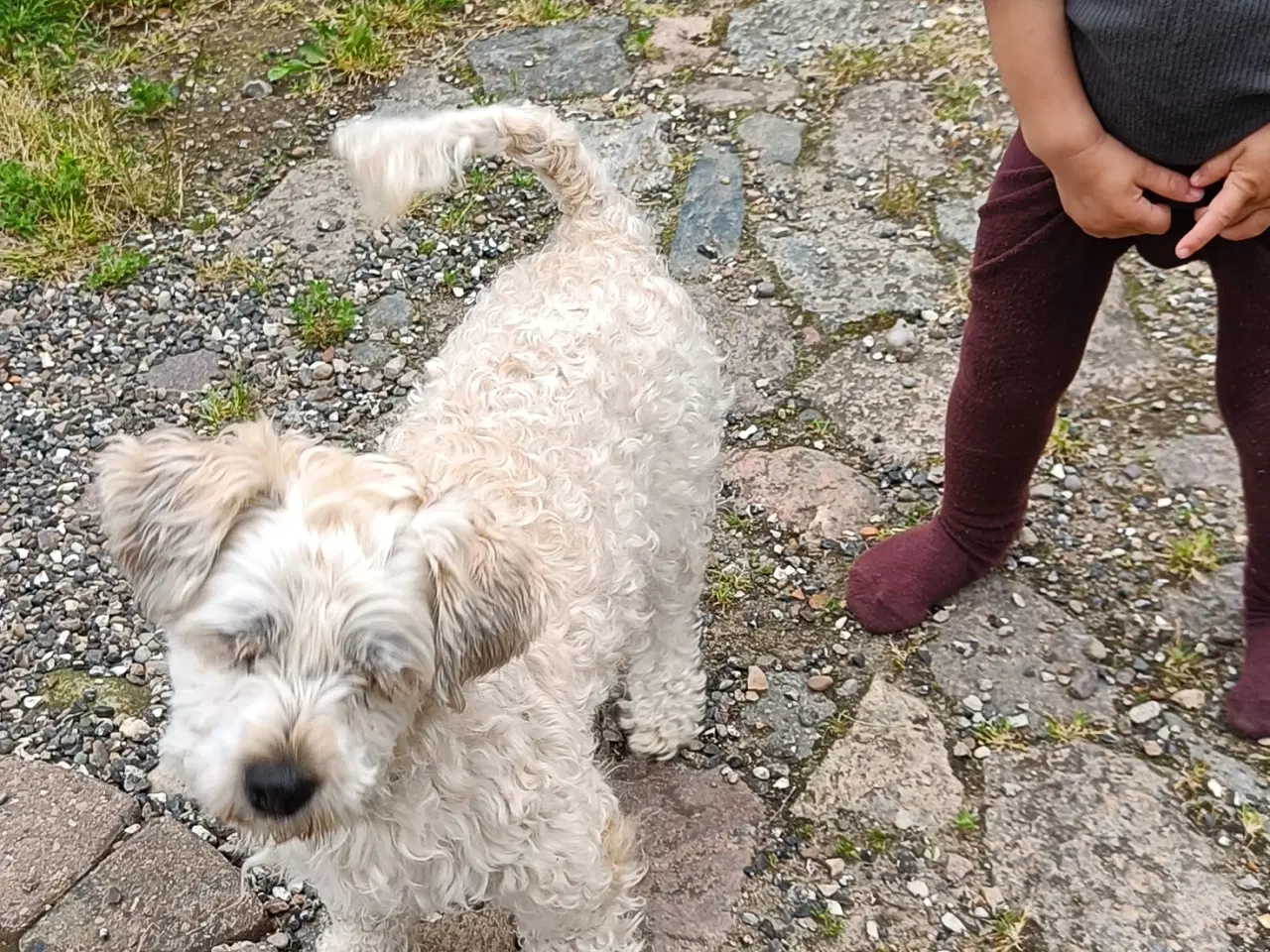 Billede 4 - Bichon Havanais hvalpe