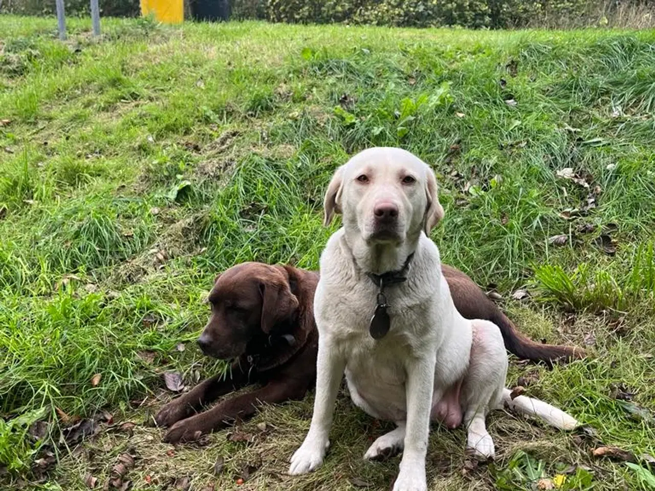 Billede 3 - Gule Labrador hvalpe