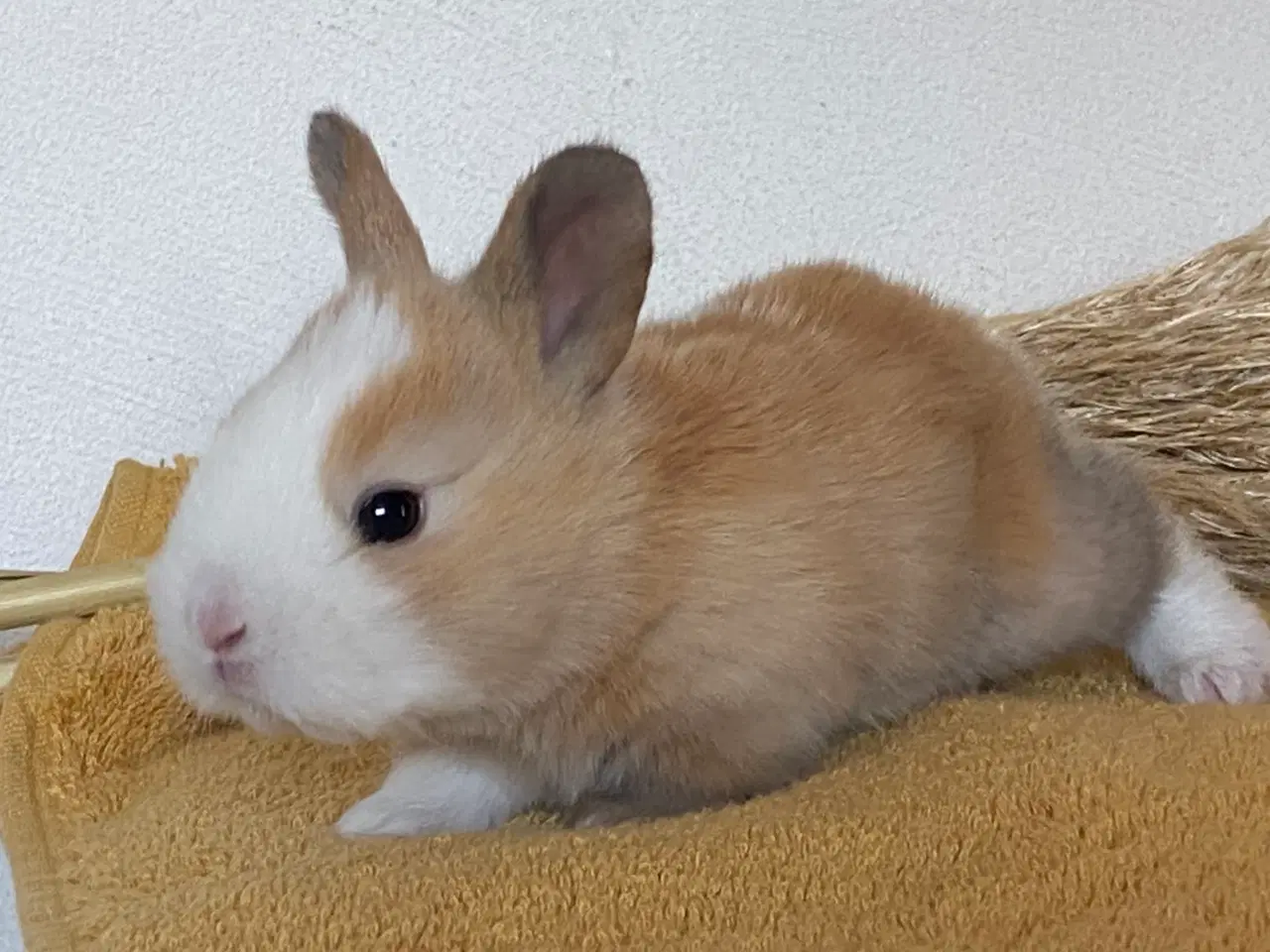 Billede 6 - HOLLÆNDER HUN MADAGASCAR