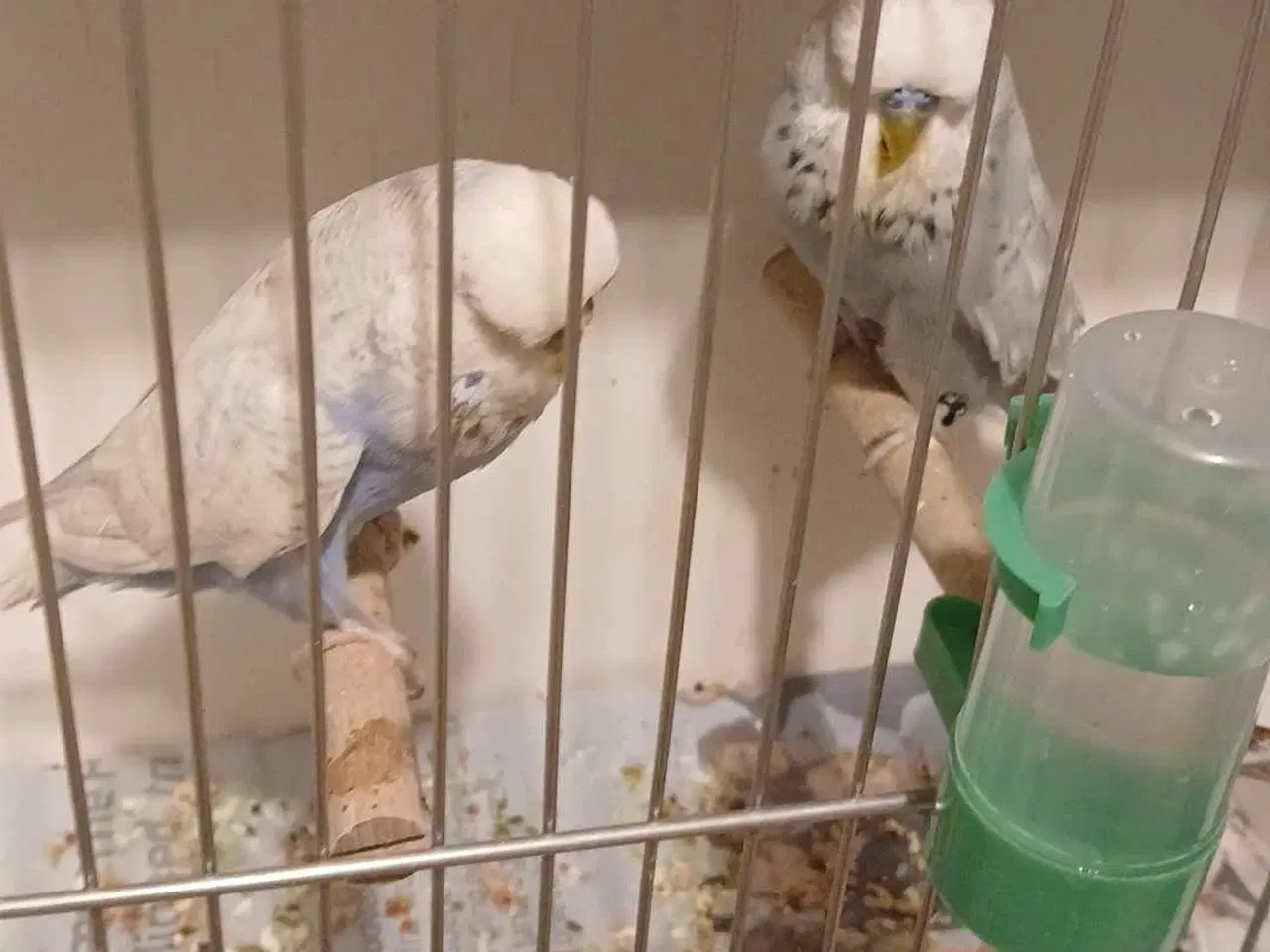 Billede 4 - 1 par Engelske undulater 