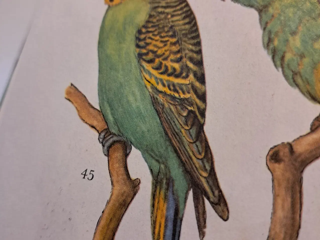 Billede 1 - Undulater 2 hanner