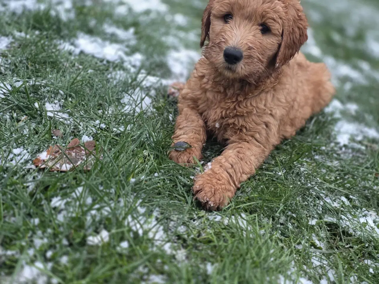 Billede 1 - GoldenDoodle