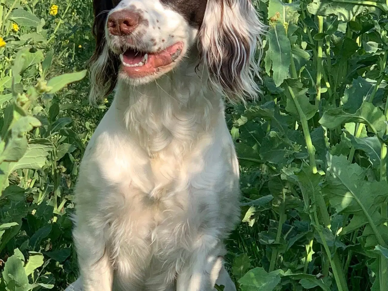 Billede 9 - FT Cocker Spaniel tæve med stamtavle