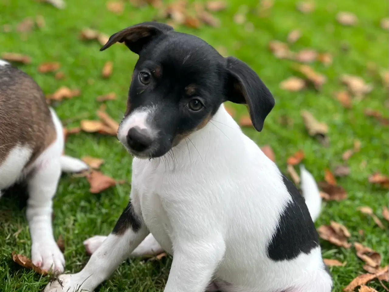 Billede 3 - Jeg vil også gerne have min egen familie 🐶