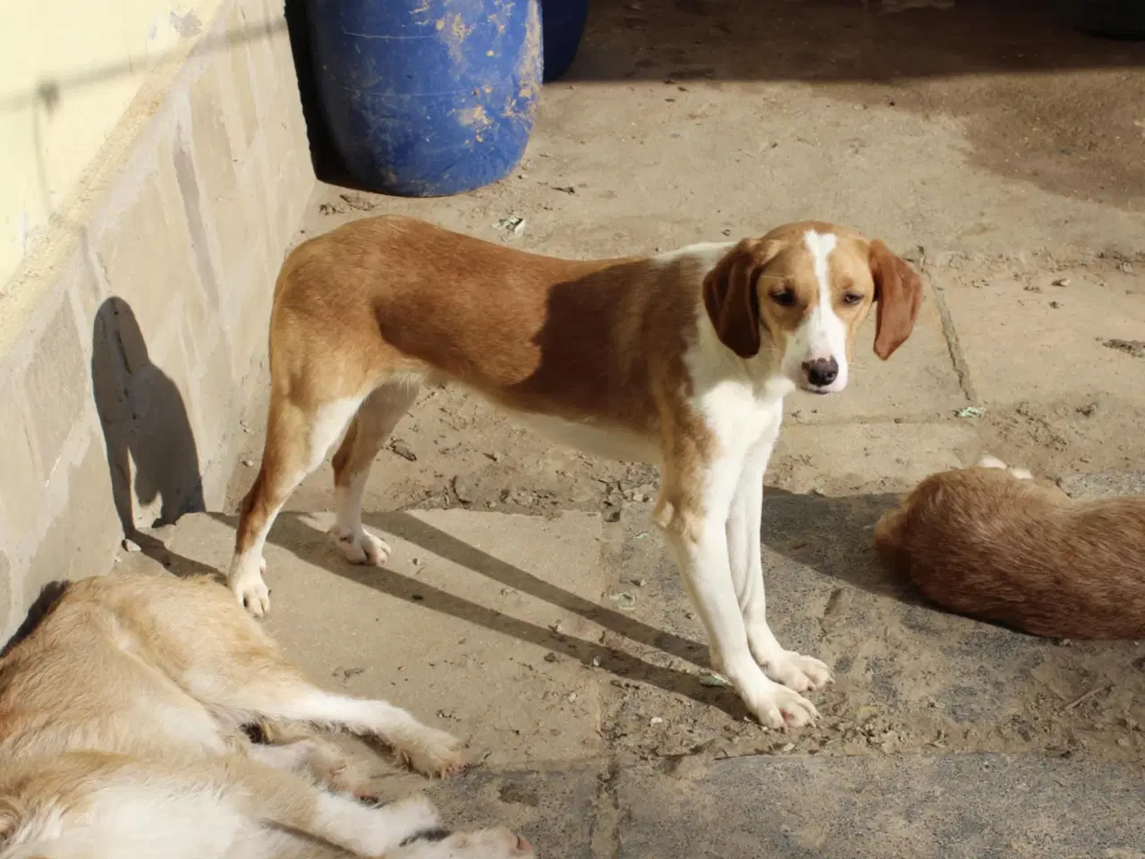 Billede 7 - Skønne Riga søger sit helt eget hjem