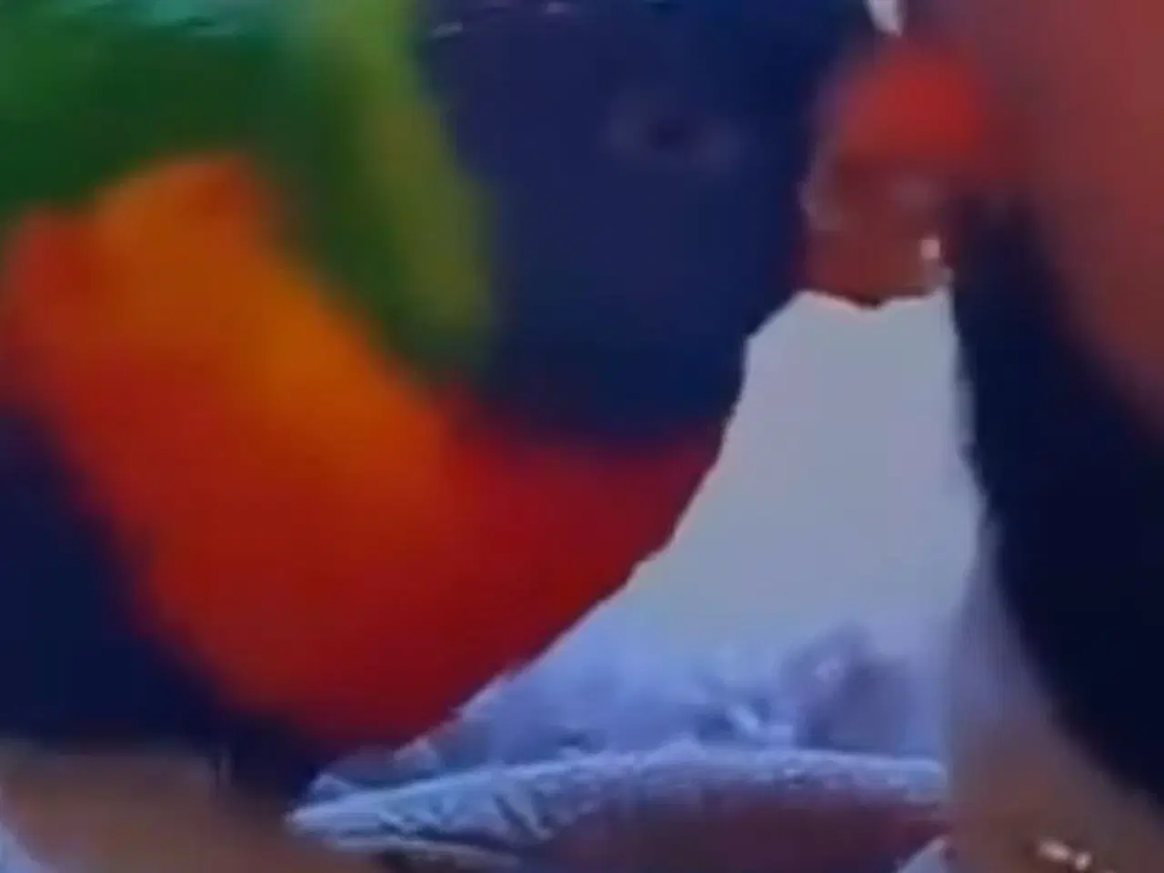 Billede 2 - Bjerge lori