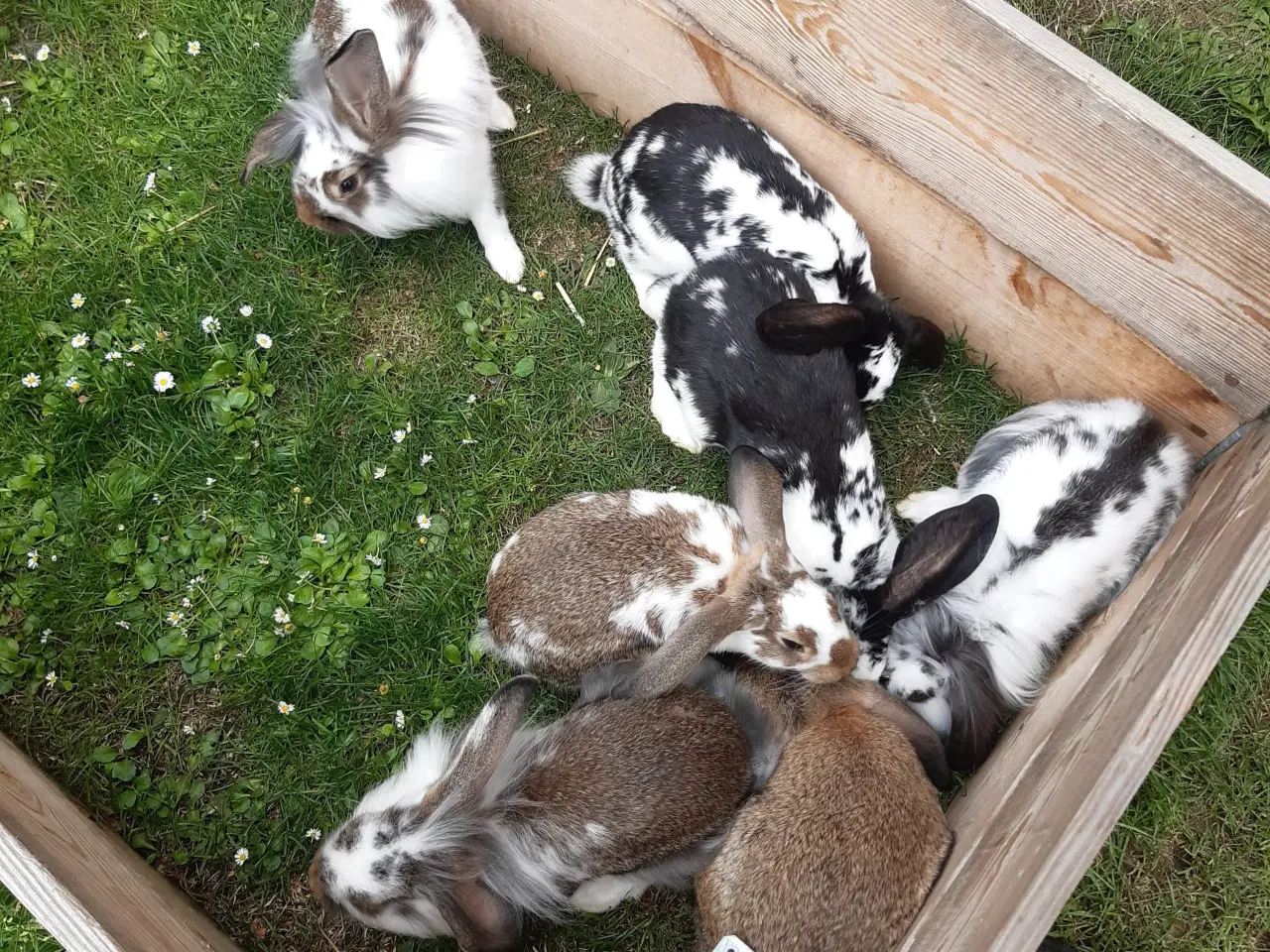 Billede 1 - Kaniner