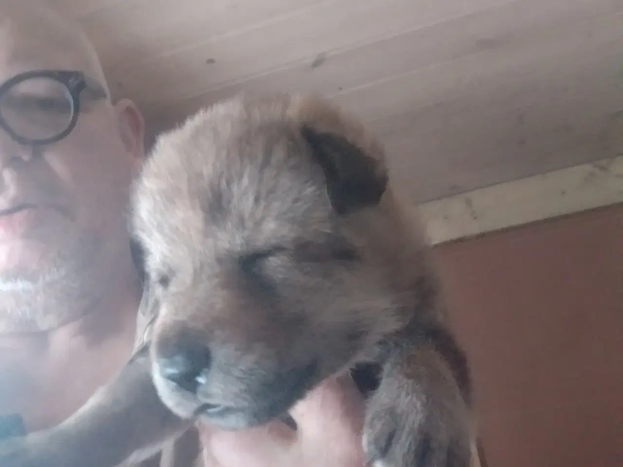 Billede 10 - tjekkoslovakiske ulvehunde hvalpe til salg